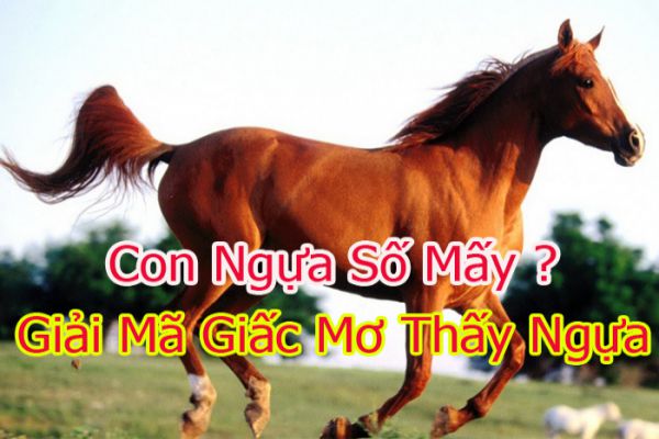 con ngua so may